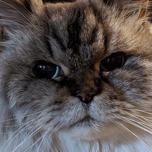 Meet your Posher, Kelly